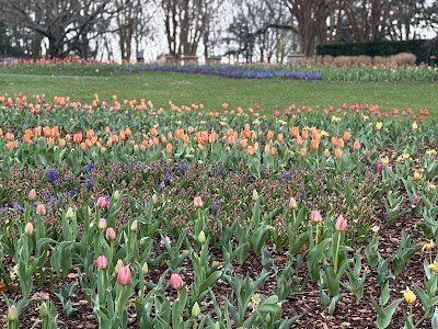 Cheekwood Estate & Gardens photo