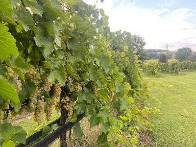 Arrington Vineyards photo